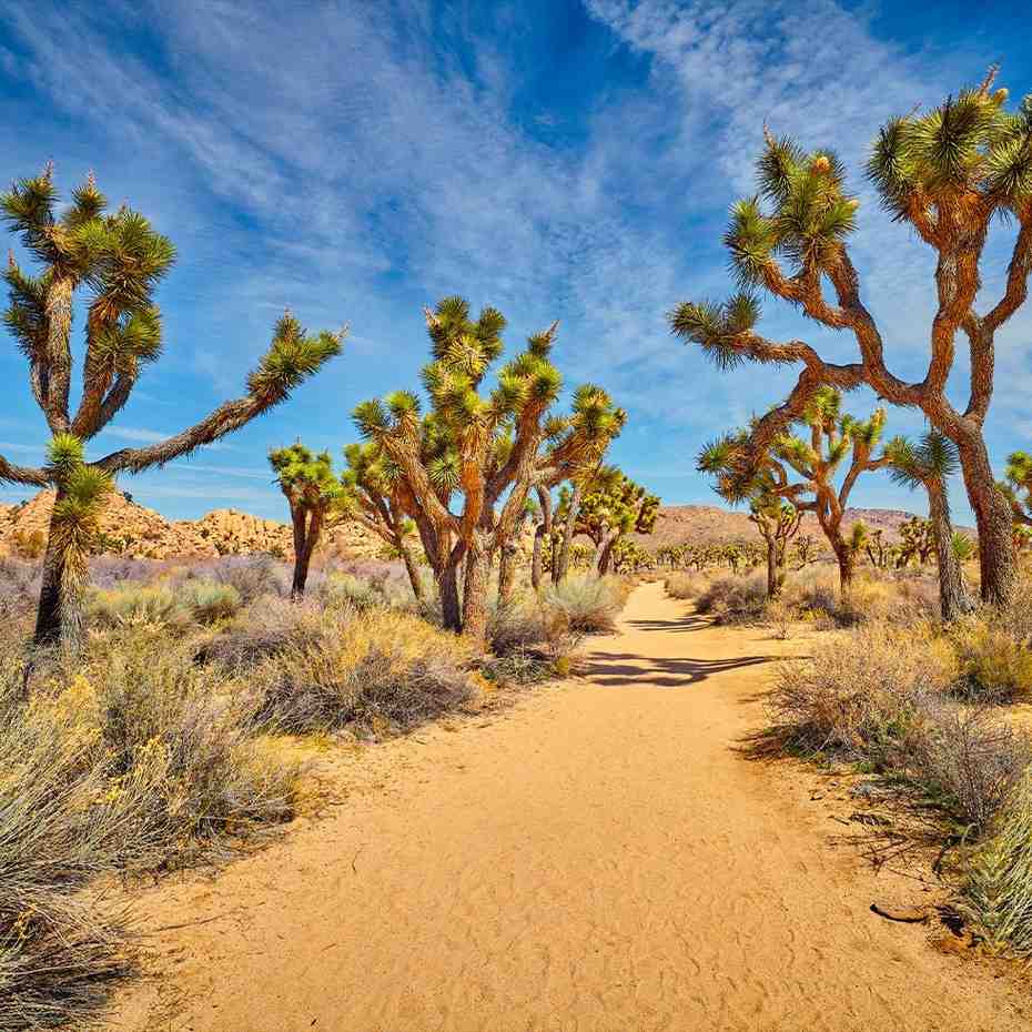 A Hidden Desert Gem: Your Perfect Private Event Venue Minutes From Joshua Tree