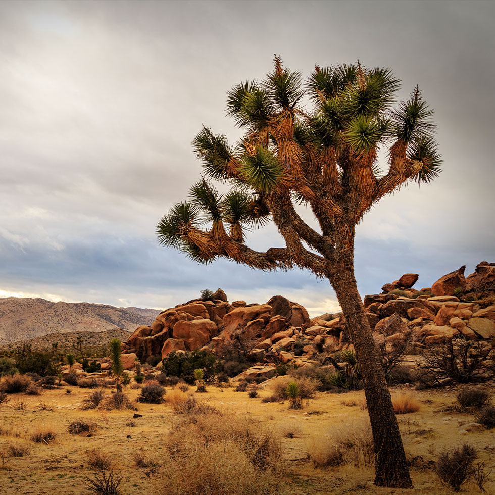 Affordable Wedding Venue In Twentynine Palms: Unique Selling Points Of Rasta Rita Cantina