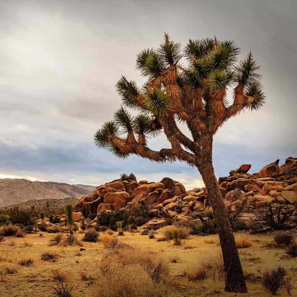 Affordable Wedding Venue In Twentynine Palms: Unique Selling Points Of Rasta Rita Cantina